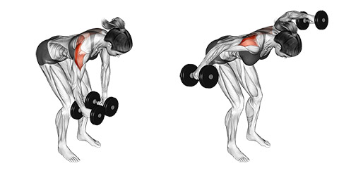 Dumbell Reverse Écarté