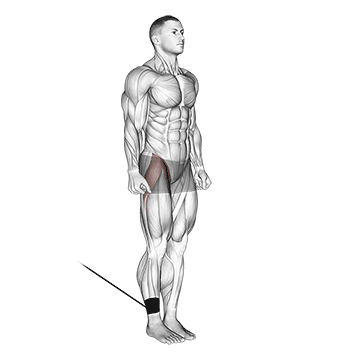 Flexion de la hanche avec bande