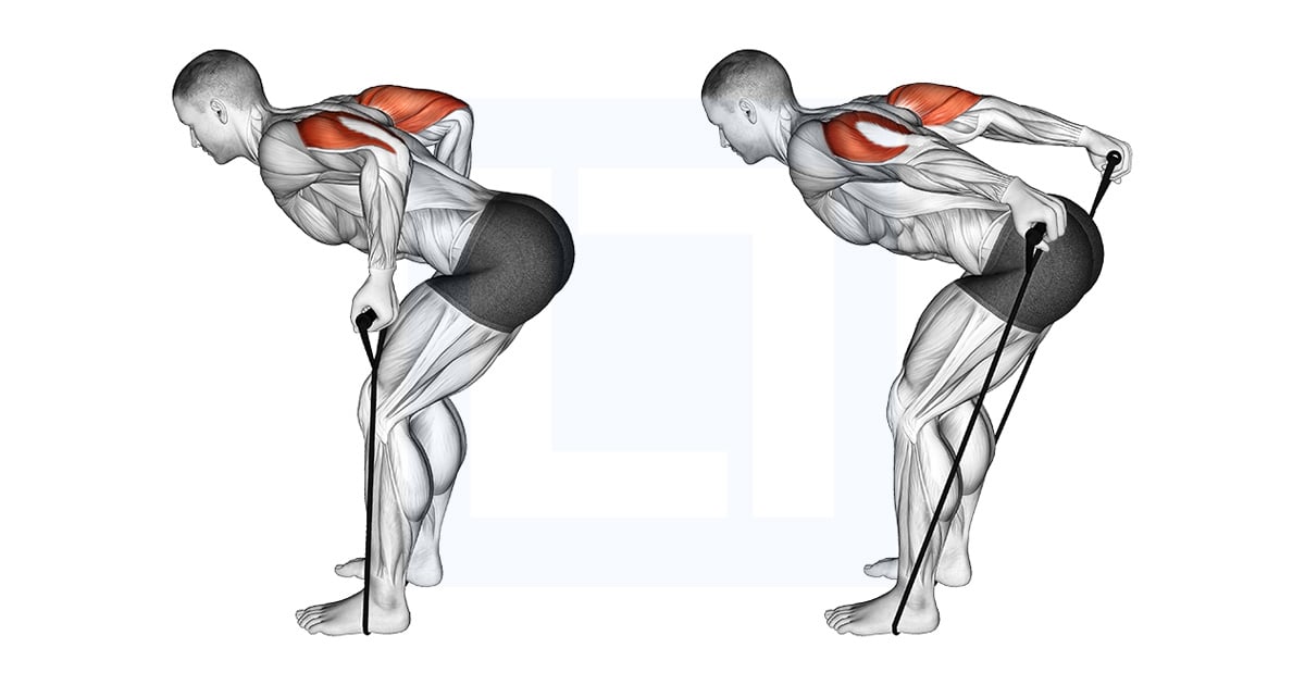 Recul des triceps du groupe