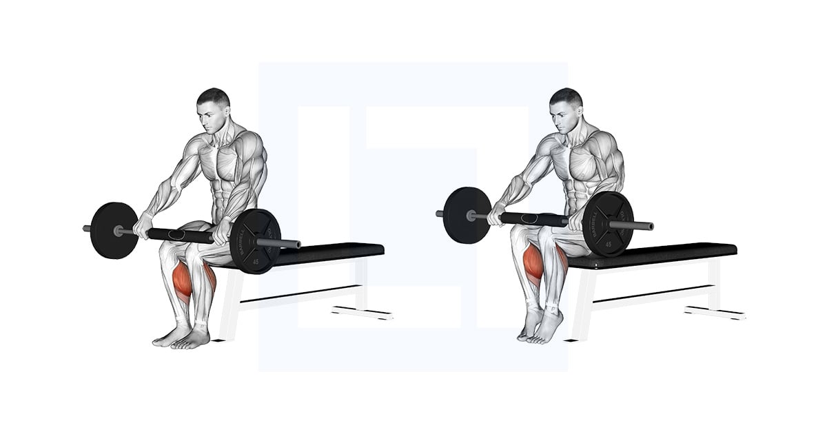 Barbell assis Calf Raise