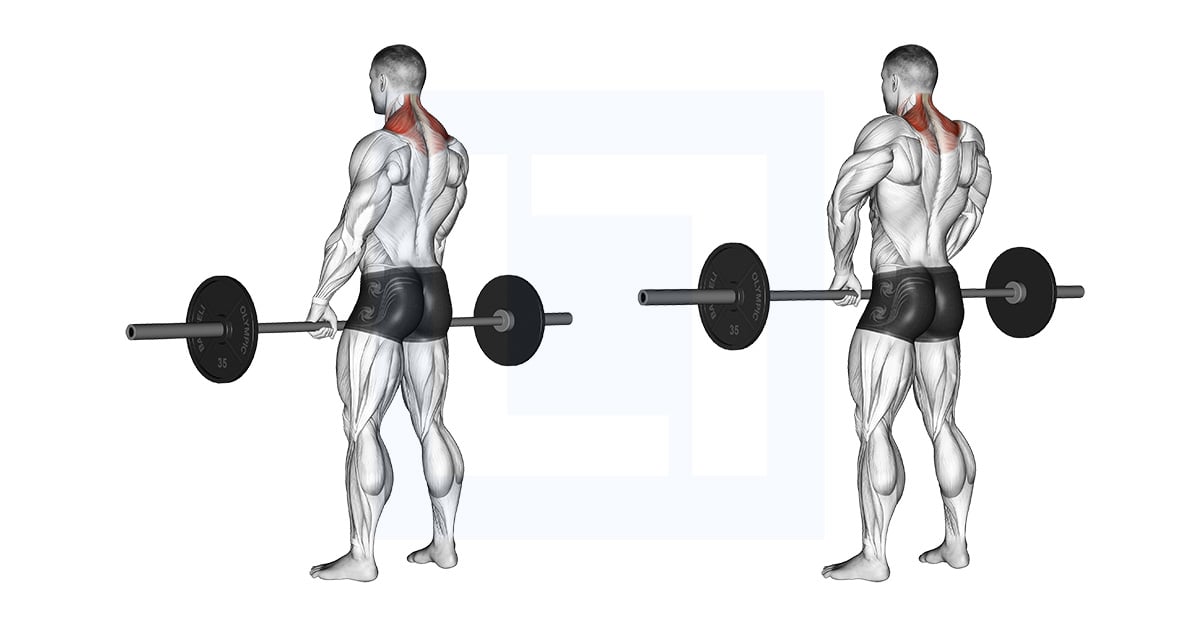 Barbell Shrug