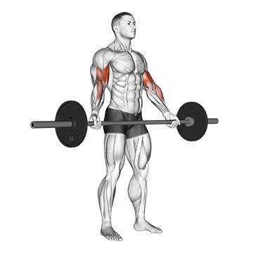 Barbell Standing Wide-grip Biceps Curl
