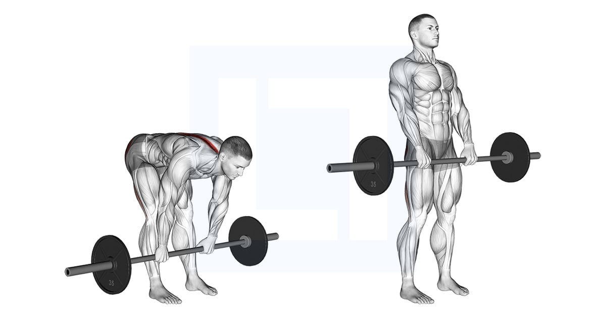 Barbell Stiff Legged Soulevé de terre