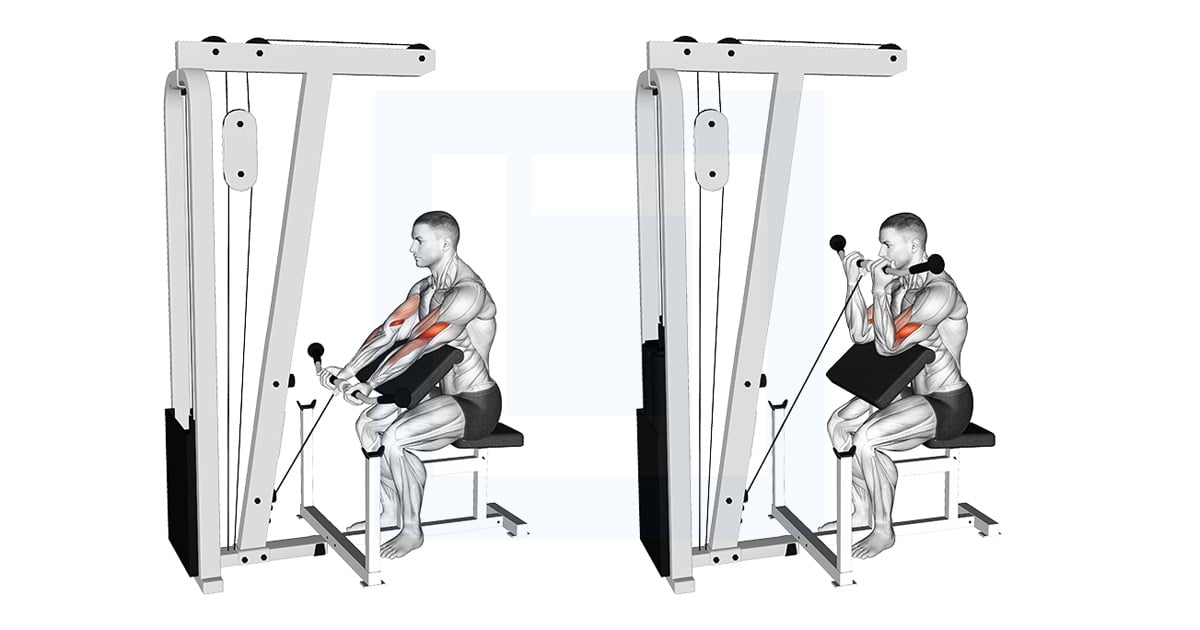 Poulie Preacher Curl
