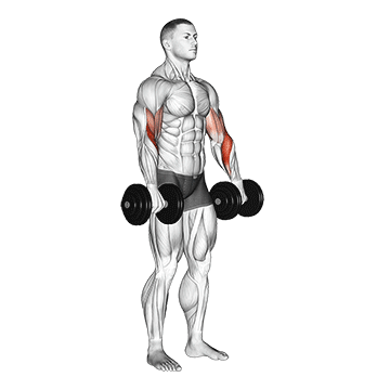 Haltères Biceps Curl Reverse