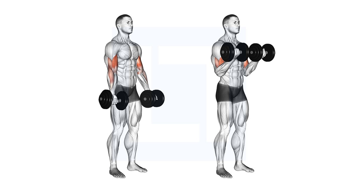 Haltères Biceps Curl
