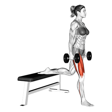 Split Squat bulgare avec haltères