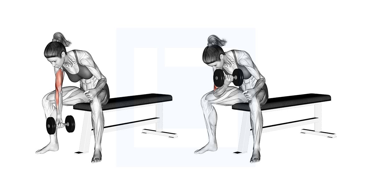 Haltères Concentration Curl