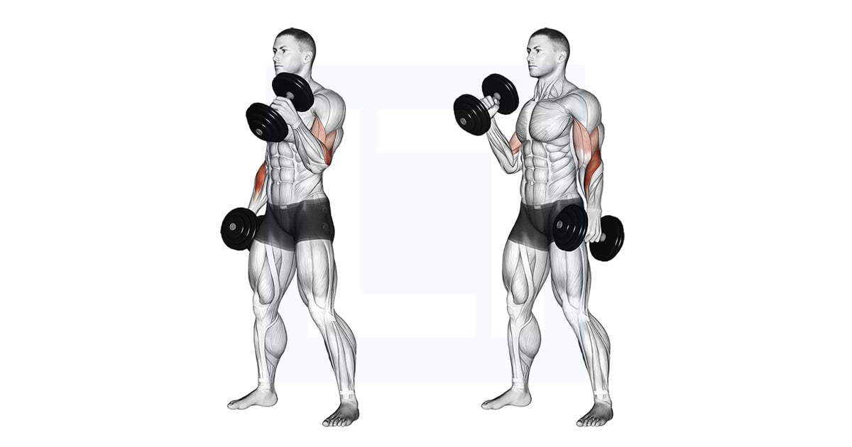 Haltères Hammer Curl