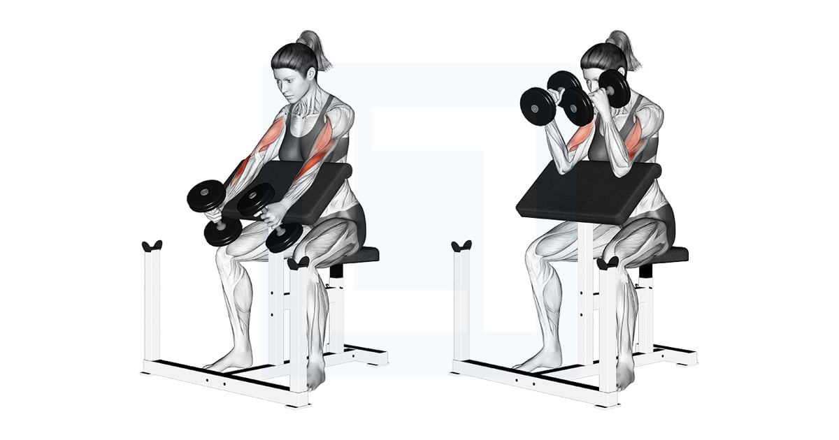 Haltères Hammer Preacher Curl
