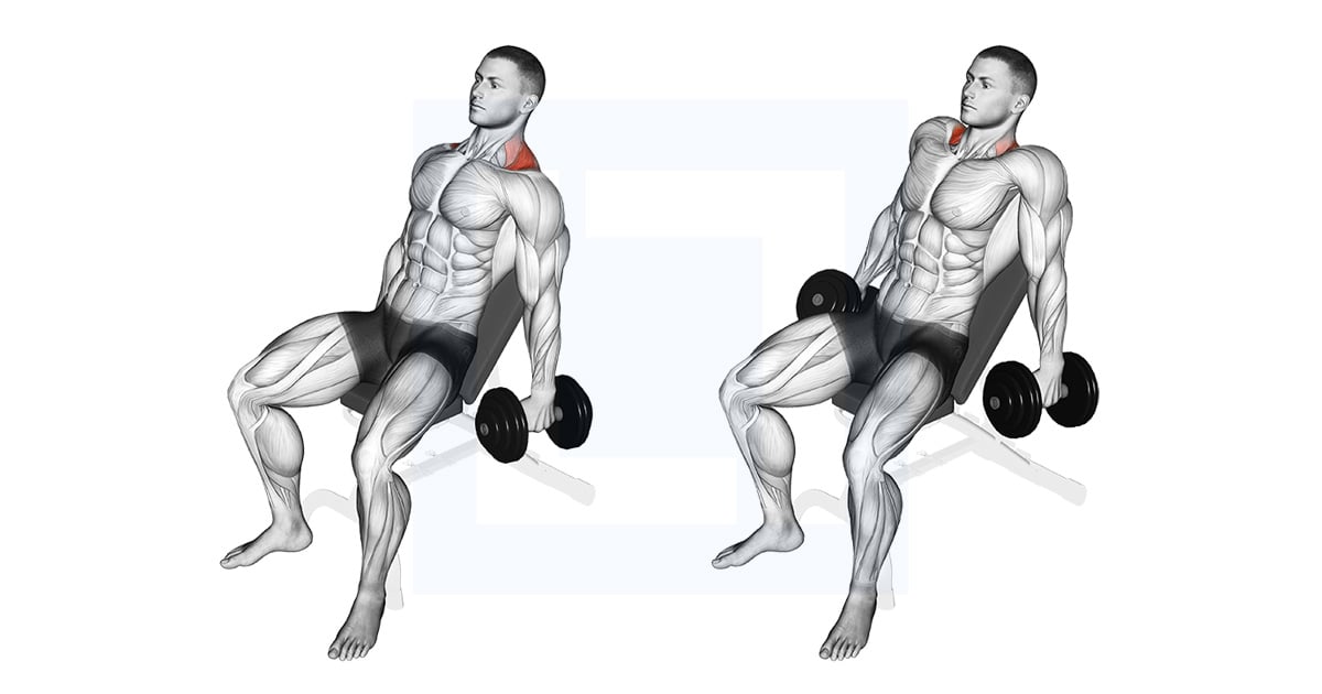 Haltères Incline Shrug