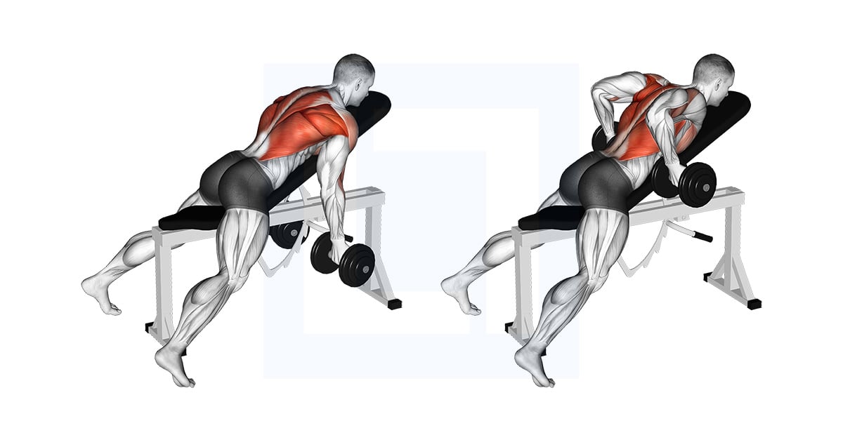 Haltères Allongé Rear Delt Rowing
