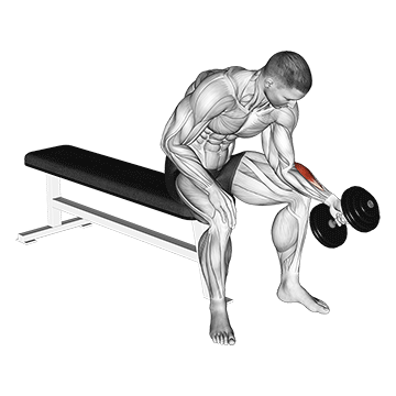 Haltères One Arm Assis Neutral Wrist Curl
