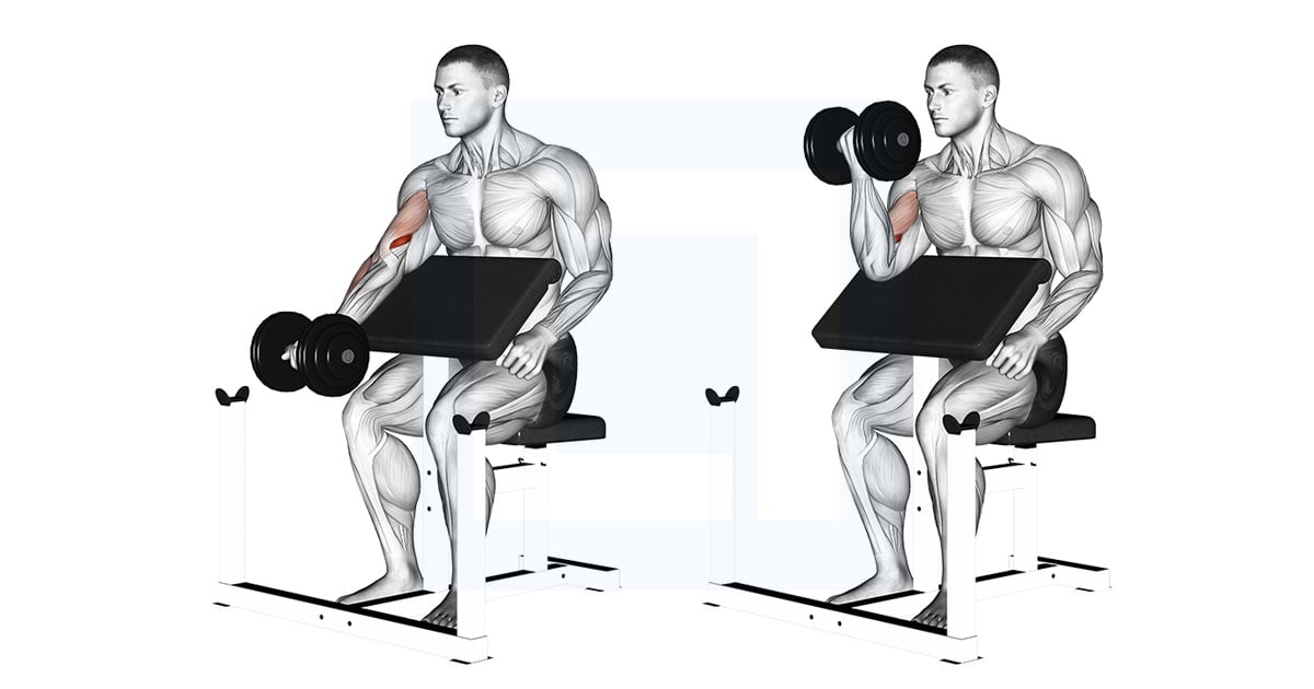Haltères Preacher Curl