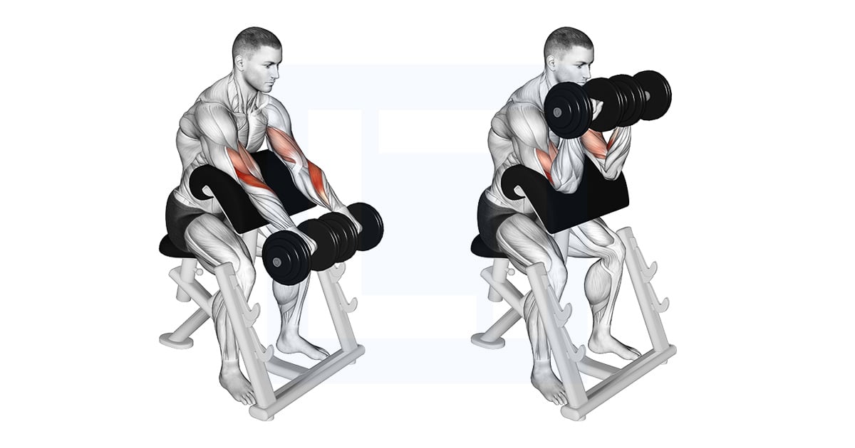 Haltères Reverse Preacher Curl