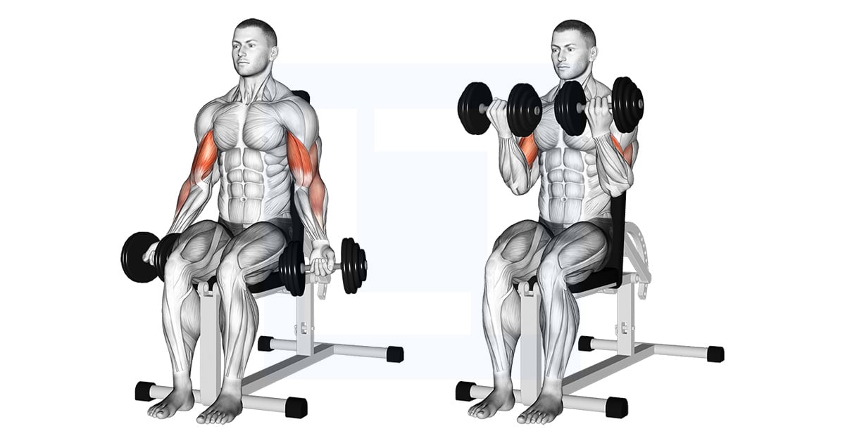 Haltères Assis Bicep Curl