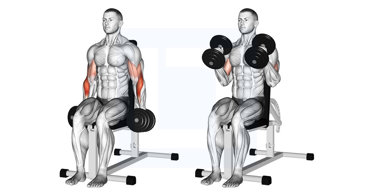 Haltères Assis Hammer Curl
