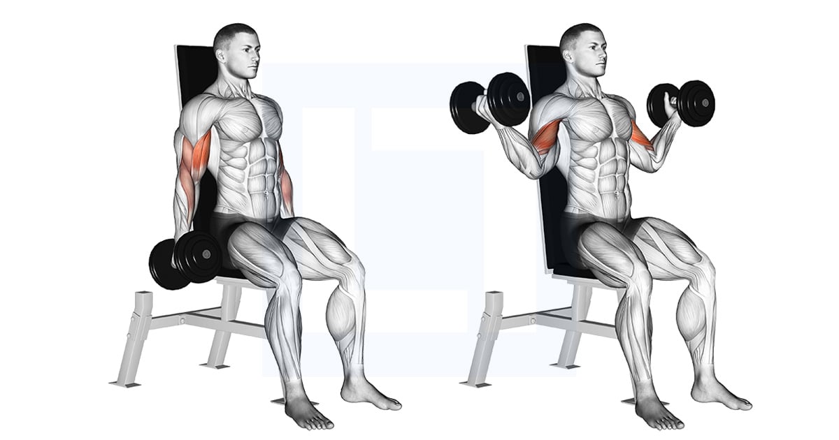 Haltères Assis Inner Biceps Curl