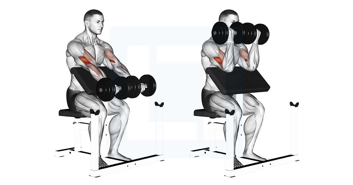 Haltères Assis Preacher Curl