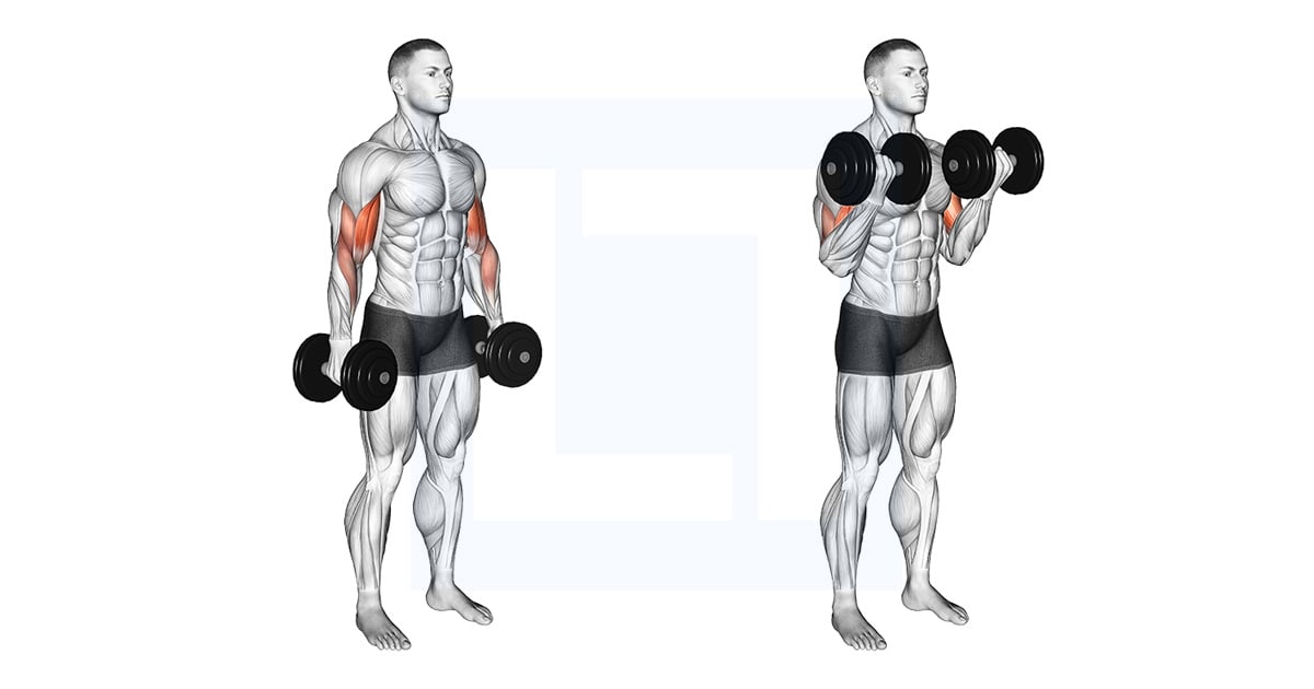 Haltères Debout Biceps Curl