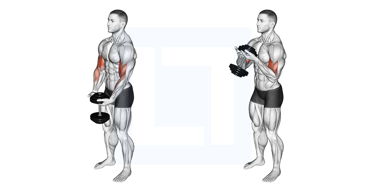 Haltères Debout Single Spider Curl