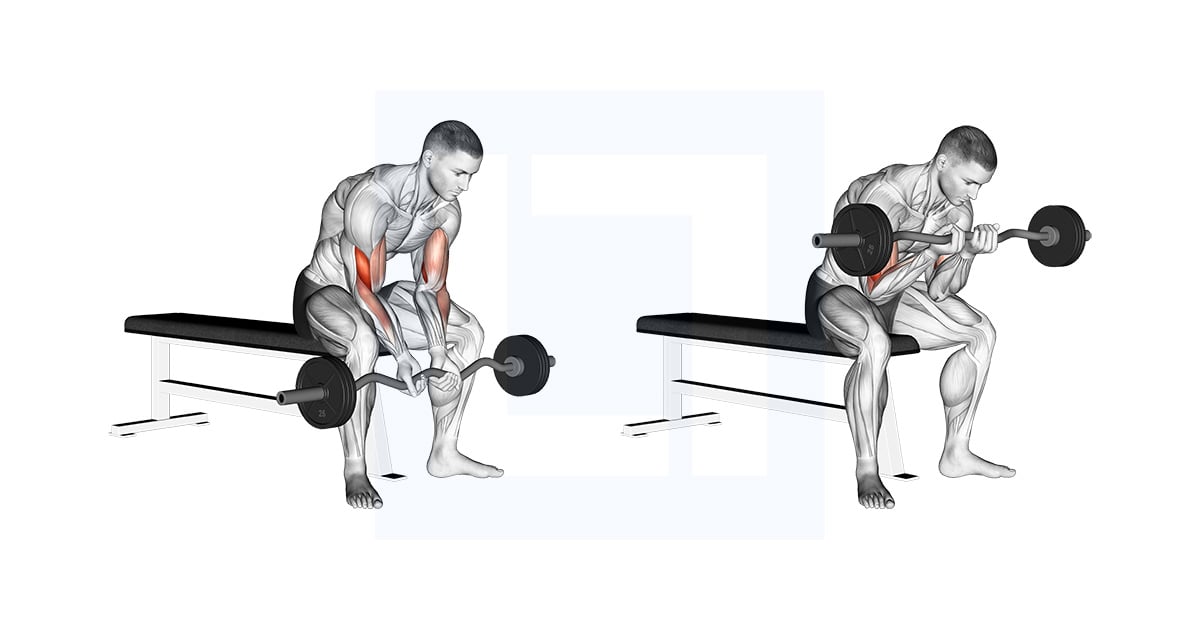Ez Bar Assis Close Grip Concentration Curl