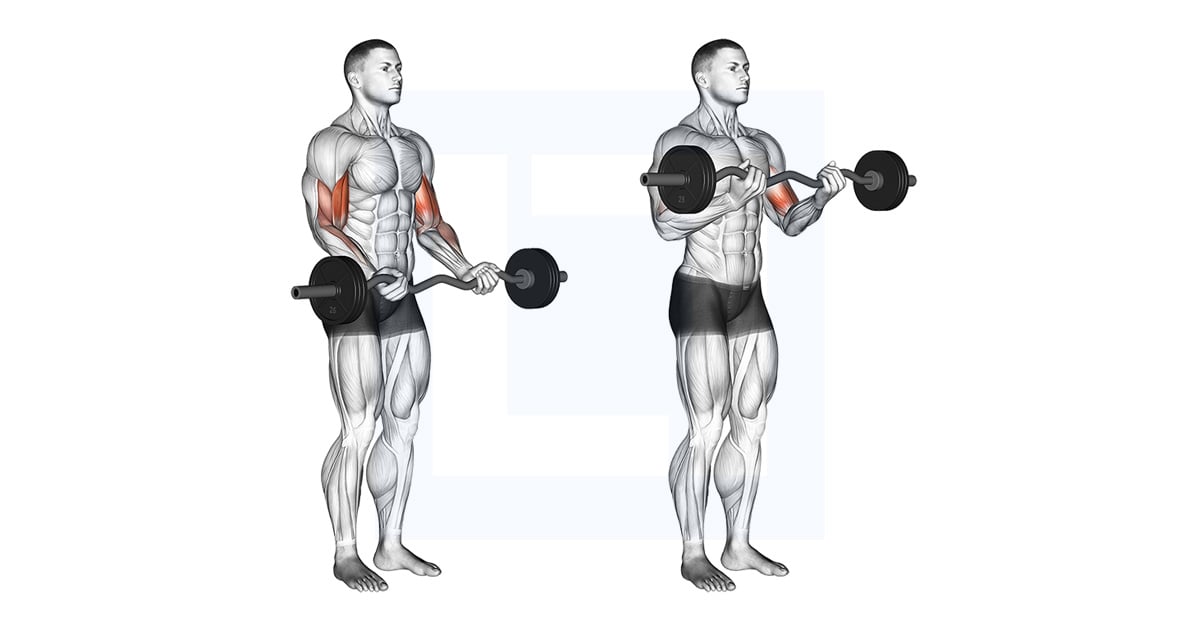 Ez Barre Curl