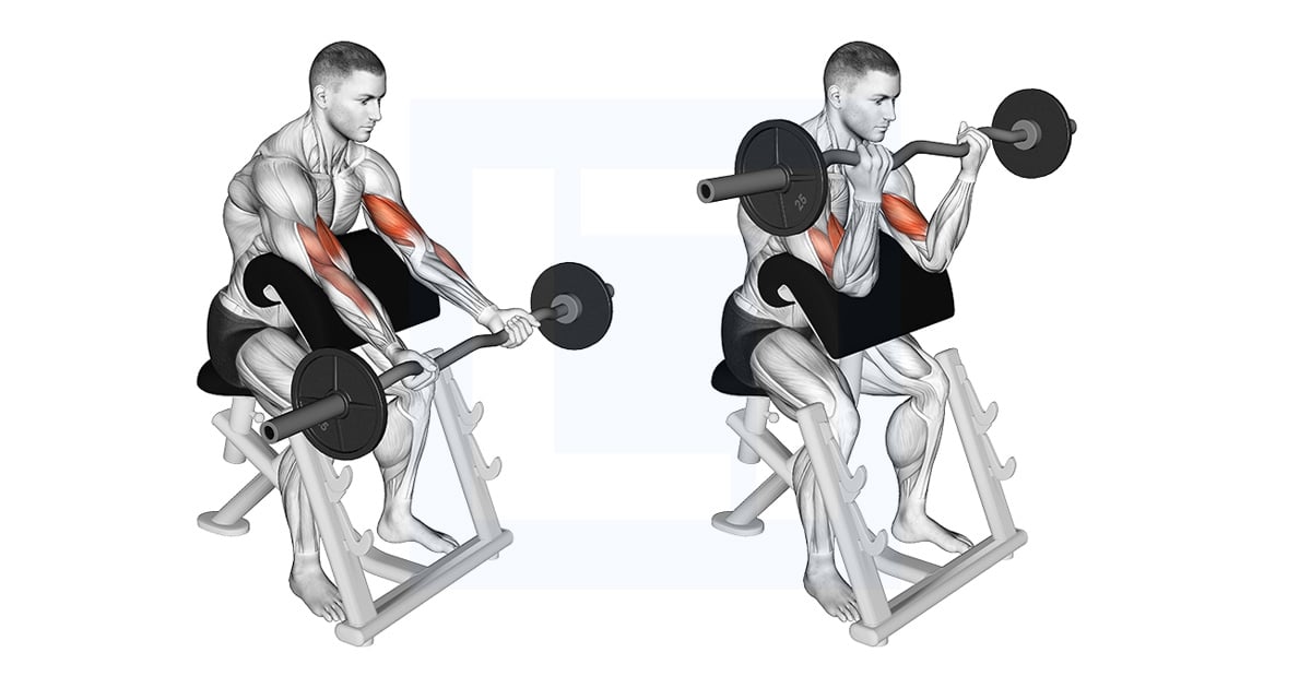 Ez Barre Preacher Curl