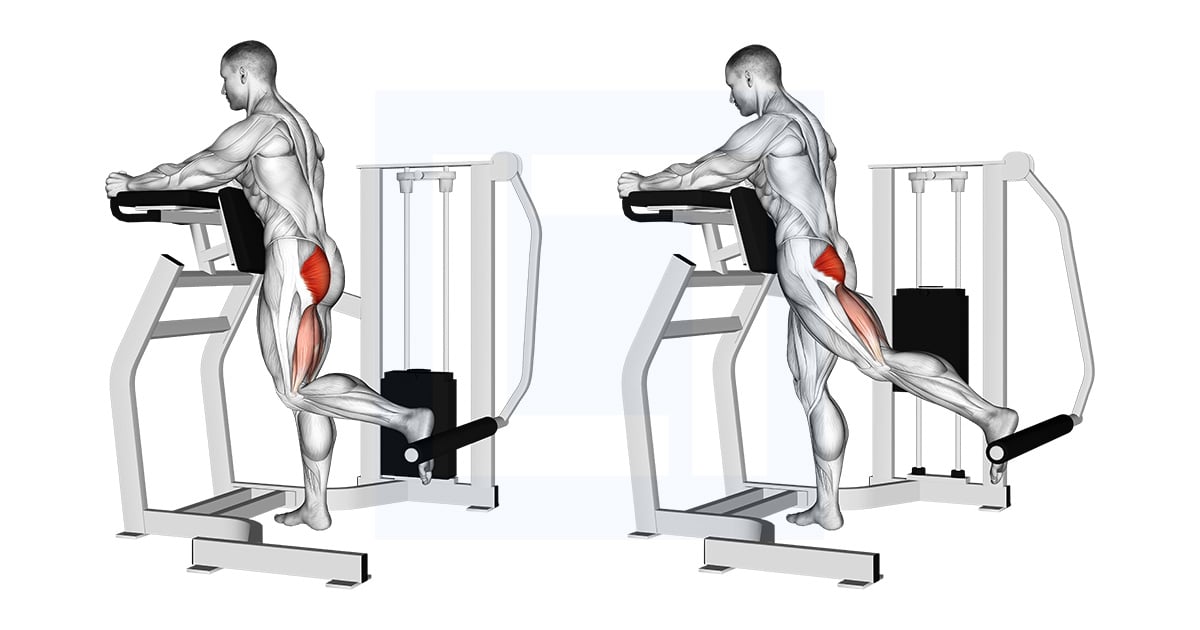Lever Debout Hip Extension