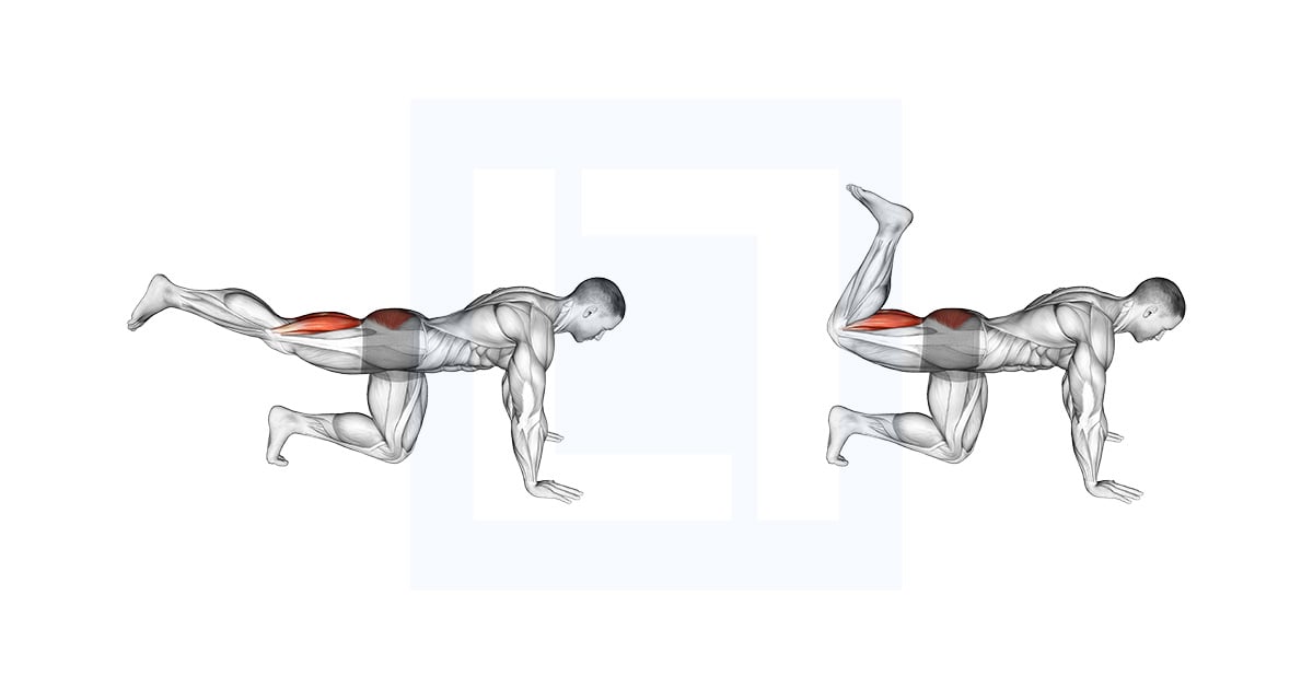 Curl des jambes position quadrupédique