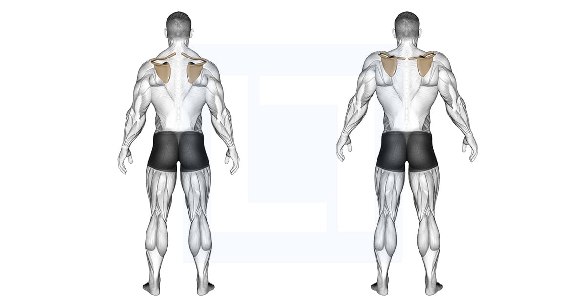 Scapula Elevation Depression