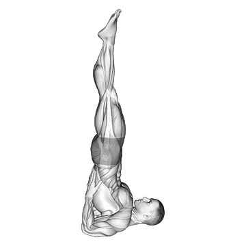 Shoulder Stand Yoga Pose