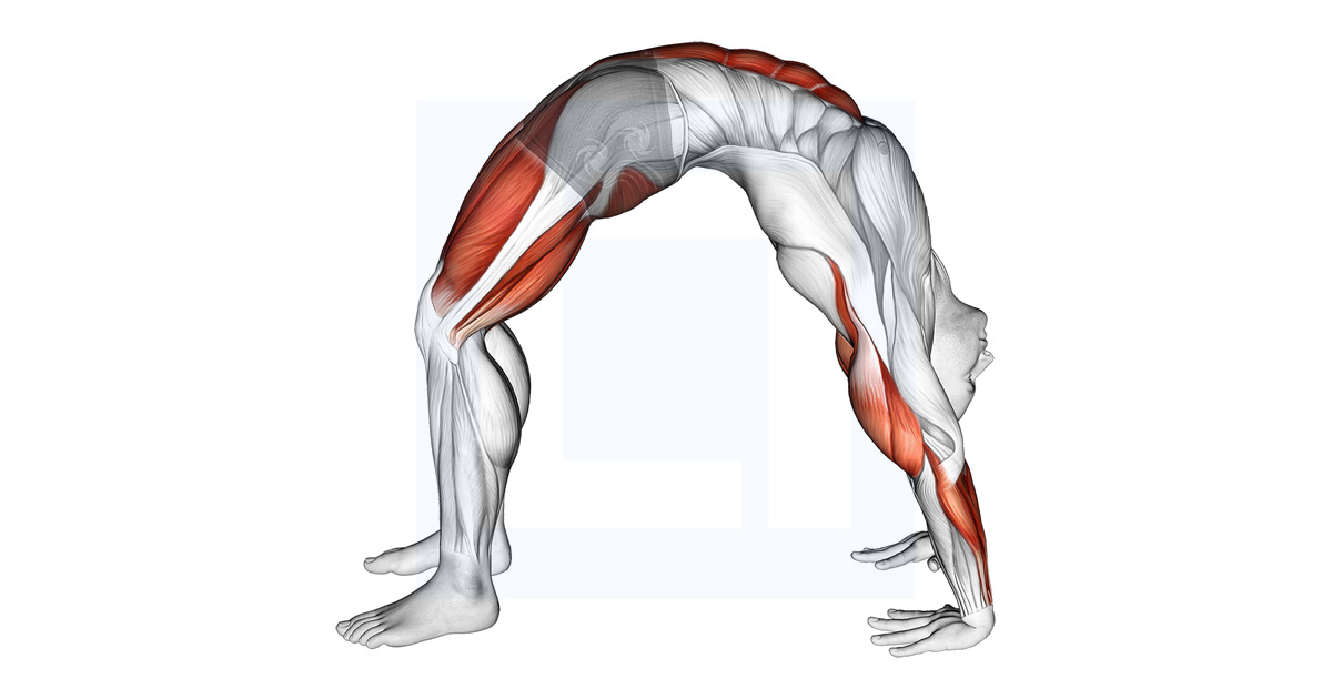 Wheel Pose Yoga Pose